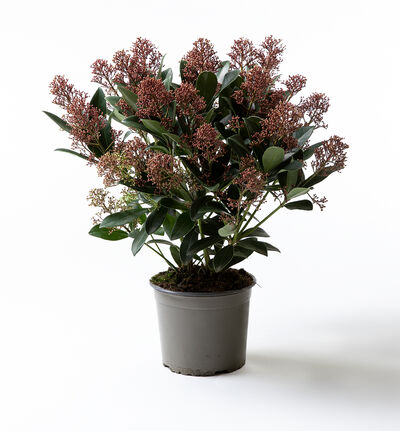 Skimmia  Skimmia